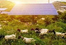 On-Grid Solar Power Systems for Greenhouses and Livestock Facilities
